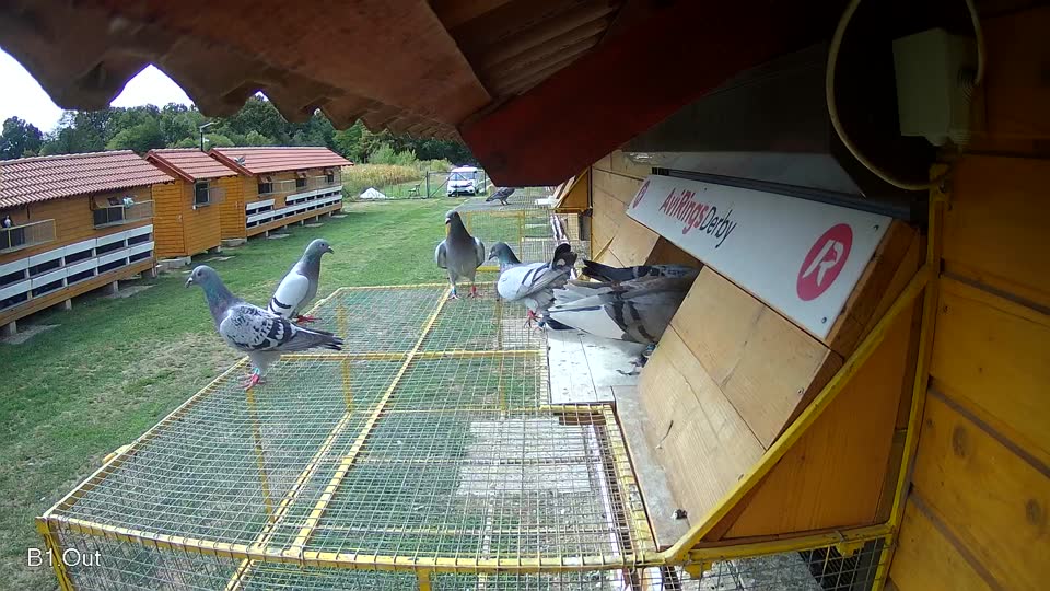 Pigeon Arrival Image For Race Race 4