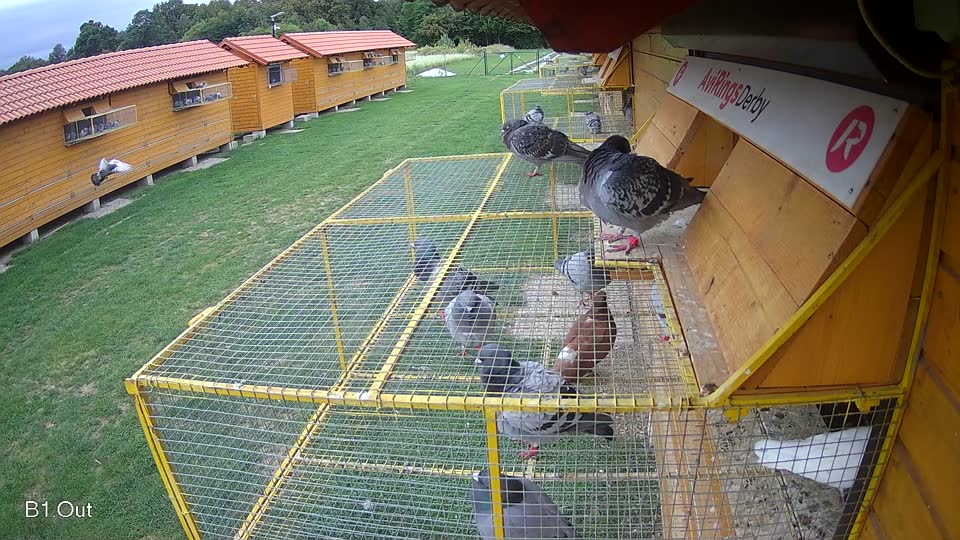 Pigeon Arrival Image For Race Race 6