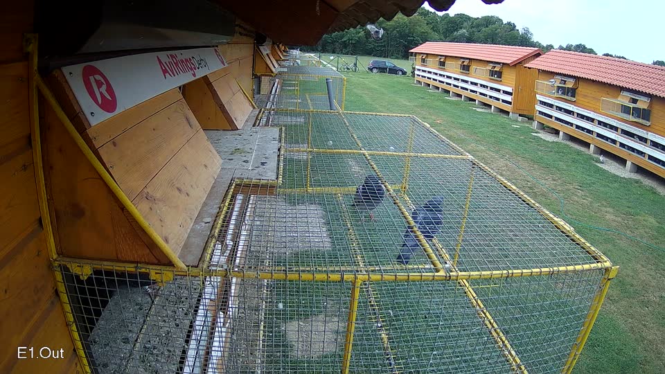 Pigeon Arrival Image For Race Race 3