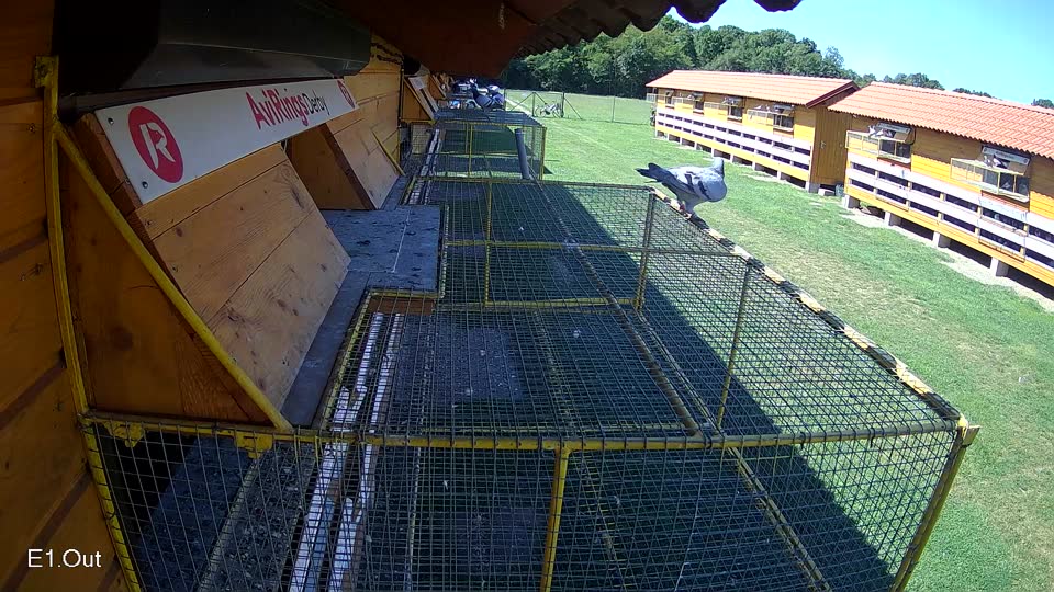 Pigeon Arrival Image For Race Race 2