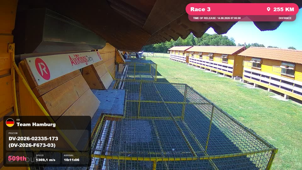 Pigeon Arrival Image For Race Race 3