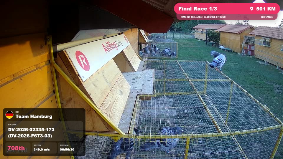 Pigeon Arrival Image For Race Final Race 1/3