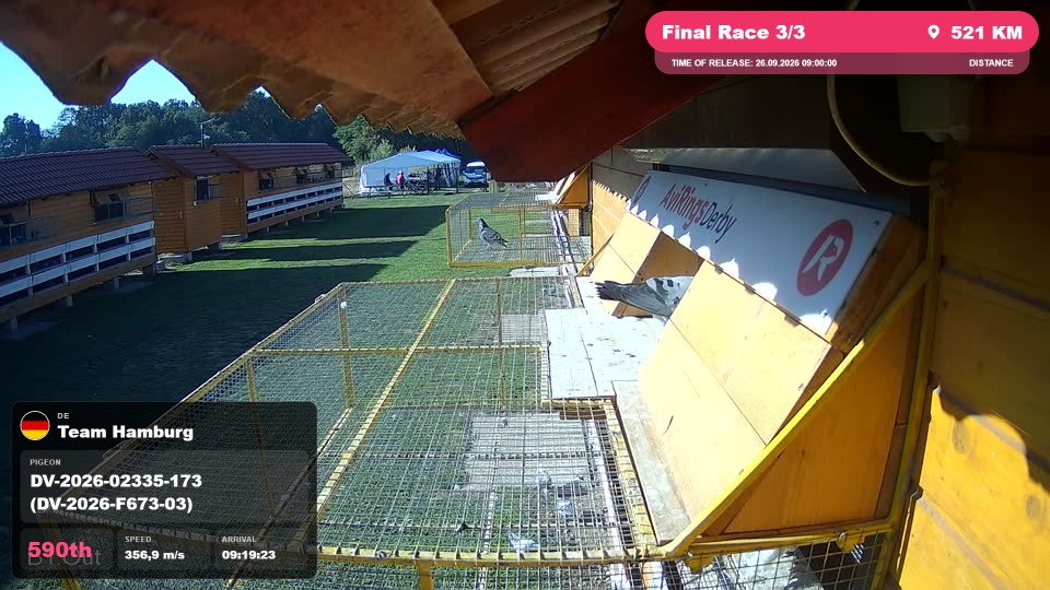 Pigeon Arrival Image For Race Final Race 3/3