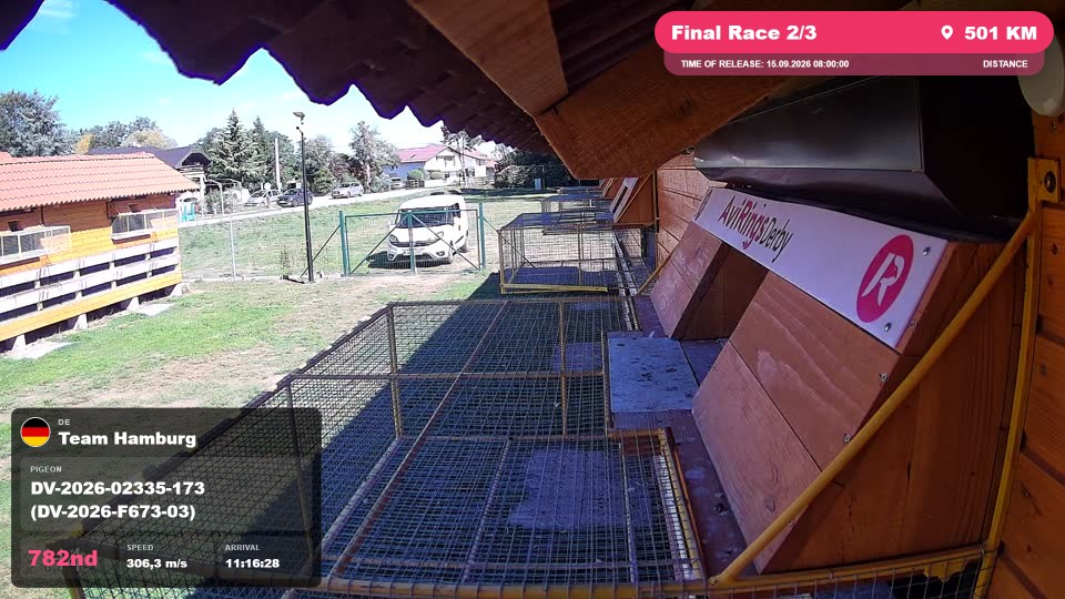 Pigeon Arrival Image For Race Final Race 2/3