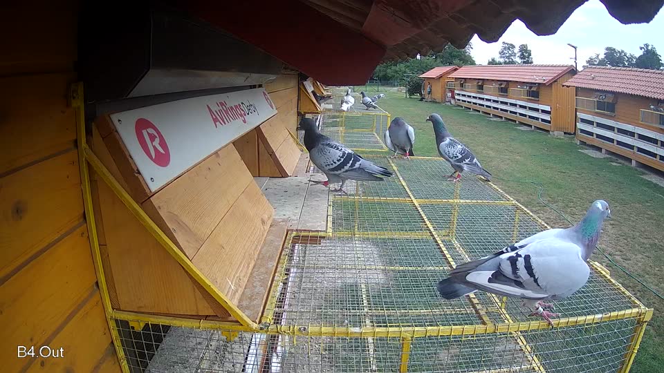 Pigeon Arrival Image For Race Race 3