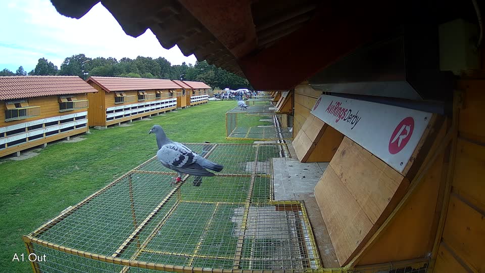Pigeon Arrival Image For Race Final race 3