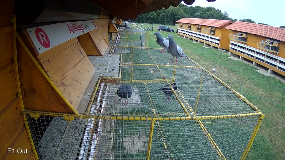 Pigeon Arrival Image For Race Race 3