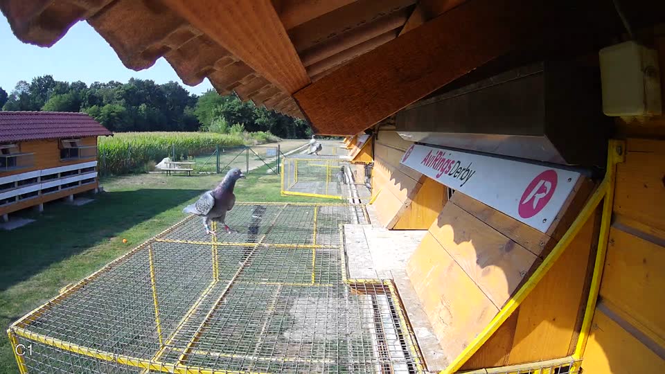 Pigeon Arrival Image For Race Race 1