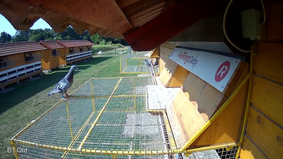 Pigeon Arrival Image For Race Race 1