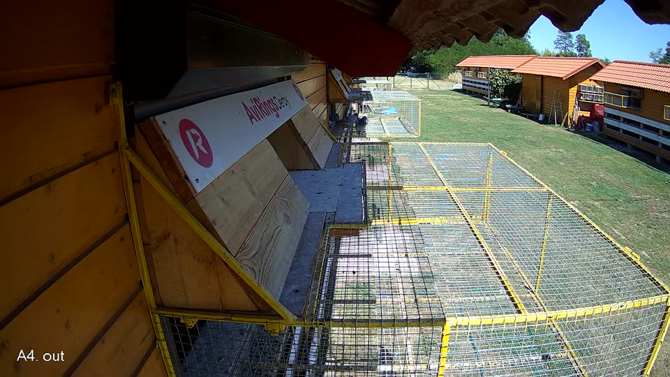 Pigeon Arrival Image For Race Race 3