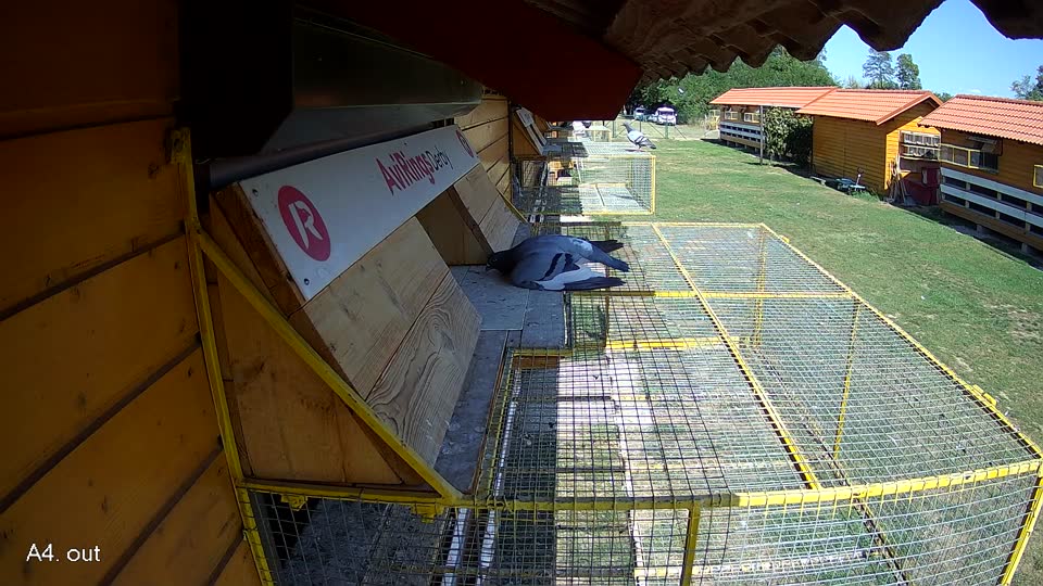 Pigeon Arrival Image For Race Race 5