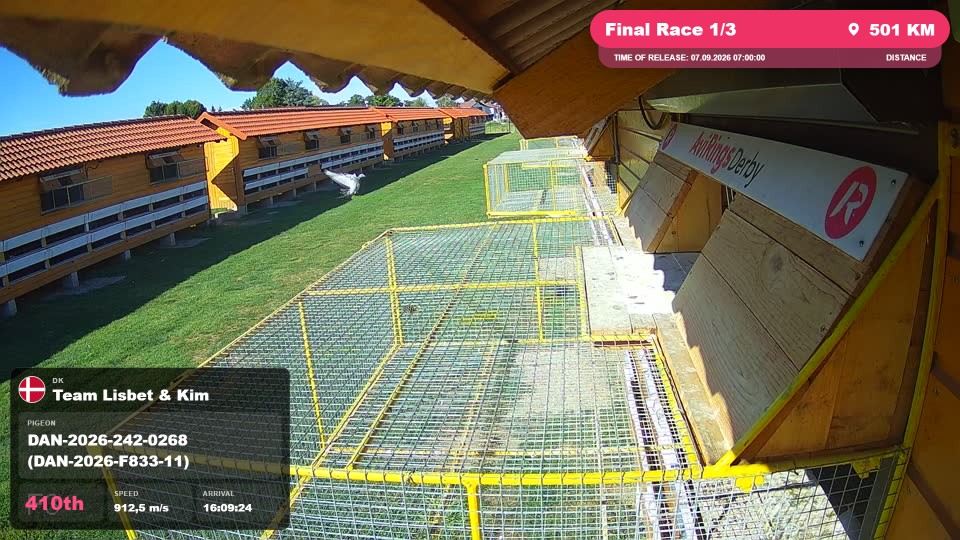 Pigeon Arrival Image For Race Final Race 1/3