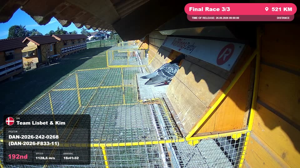 Pigeon Arrival Image For Race Final Race 3/3