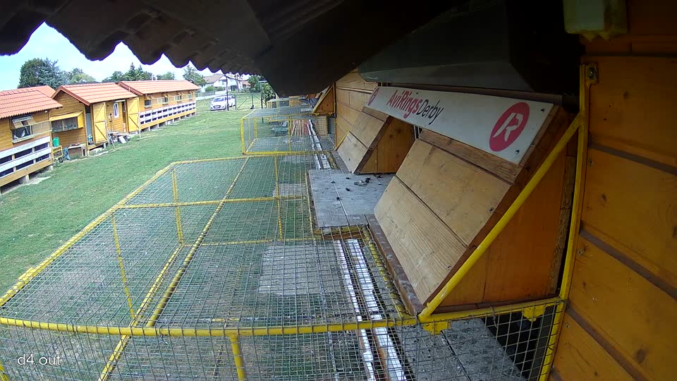 Pigeon Arrival Image For Race Race 4