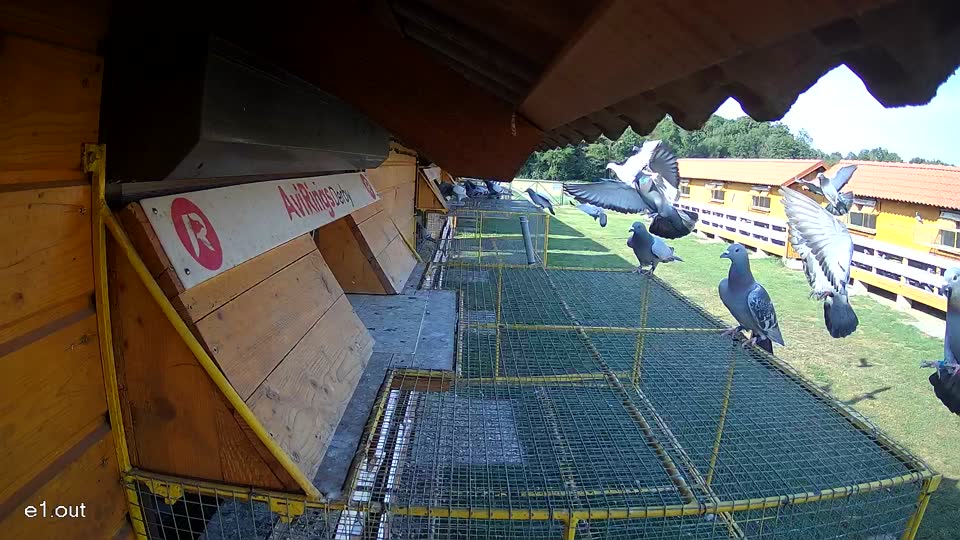 Pigeon Arrival Image For Race Race 1