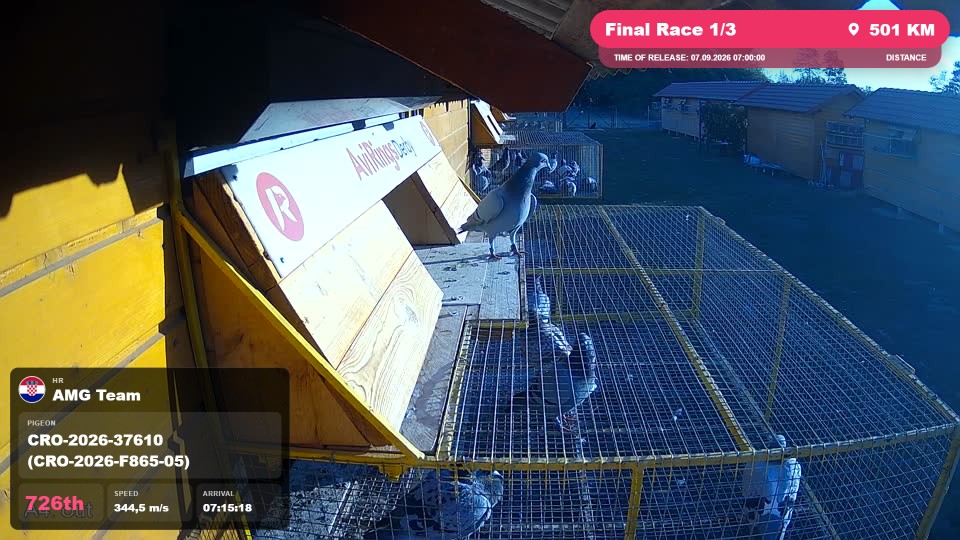 Pigeon Arrival Image For Race Final Race 1/3