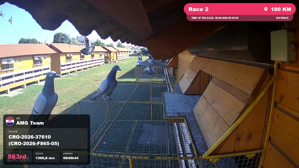 Pigeon Arrival Image For Race Race 2