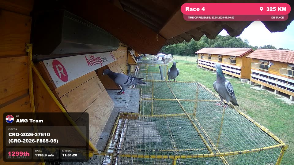 Pigeon Arrival Image For Race Race 4