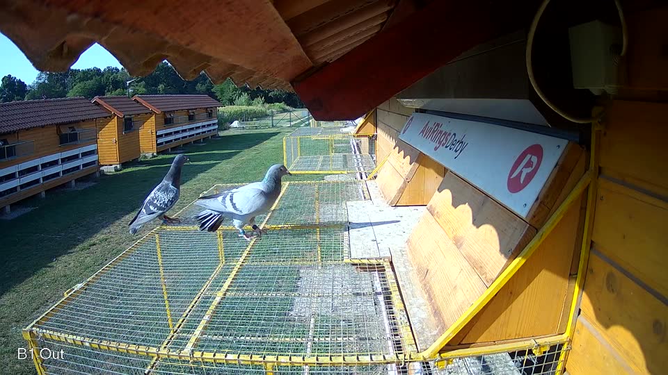 Pigeon Arrival Image For Race Race 1