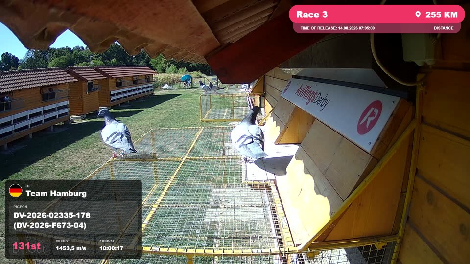 Pigeon Arrival Image For Race Race 3