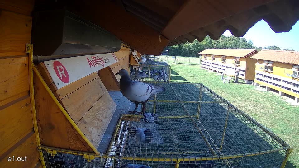 Pigeon Arrival Image For Race Race 5