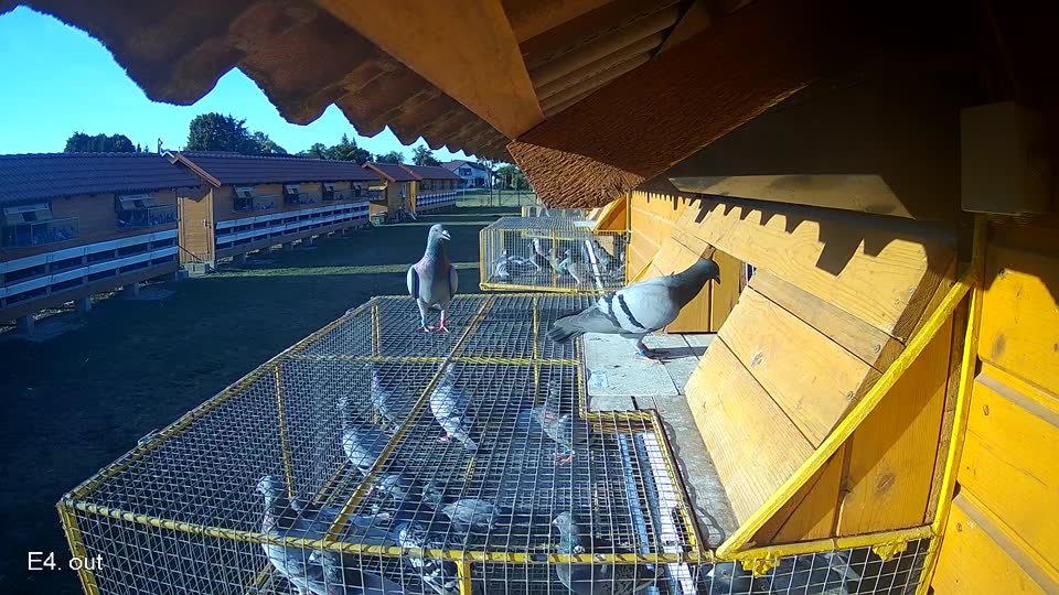 Pigeon Arrival Image For Race Race 2