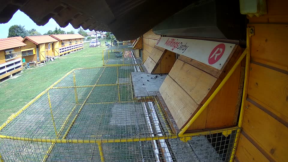 Pigeon Arrival Image For Race Race 4