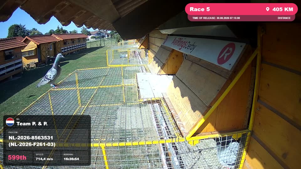 Pigeon Arrival Image For Race Race 5