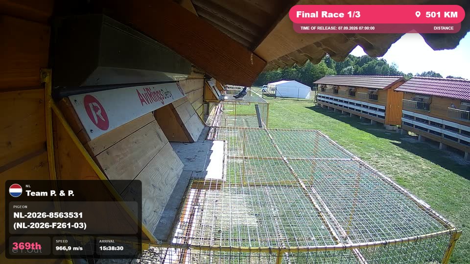 Pigeon Arrival Image For Race Final Race 1/3