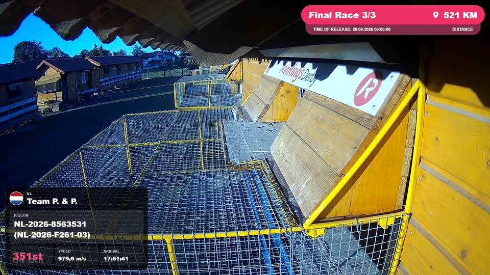 Pigeon Arrival Image For Race Final Race 3/3
