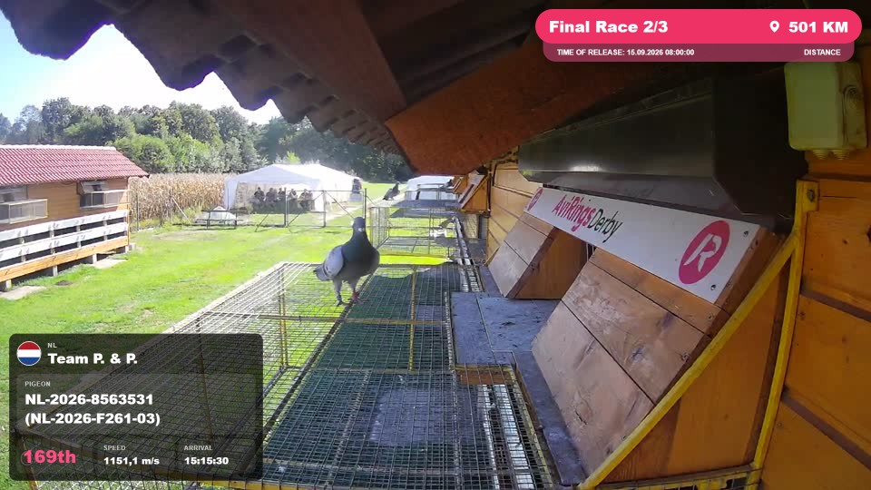 Pigeon Arrival Image For Race Final Race 2/3