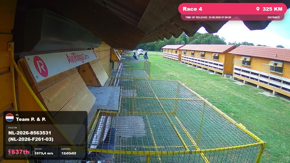Pigeon Arrival Image For Race Race 4