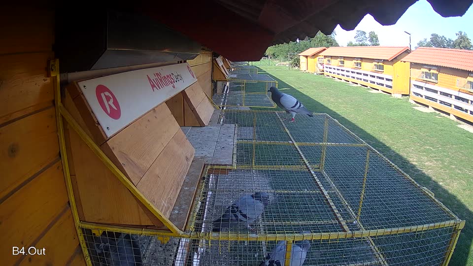 Pigeon Arrival Image For Race Race 6