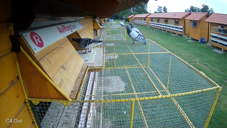 Pigeon Arrival Image For Race Race 3
