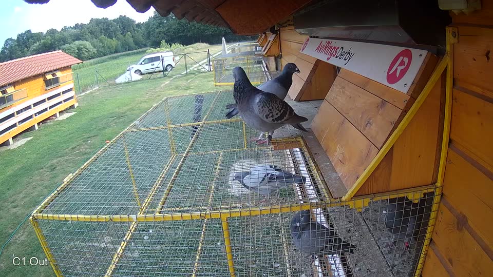 Pigeon Arrival Image For Race Race 4
