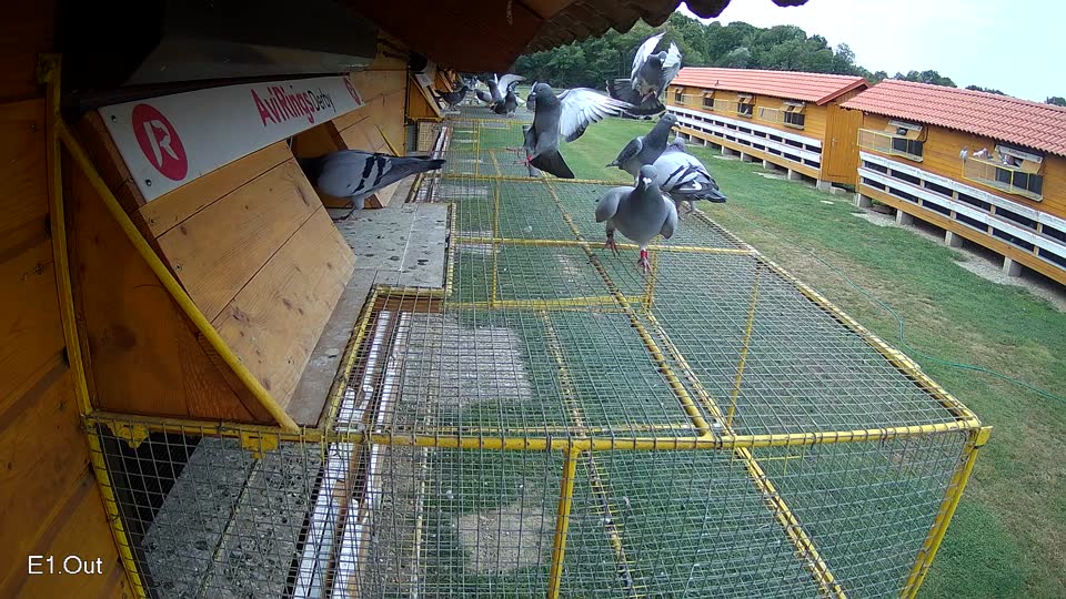 Pigeon Arrival Image For Race Race 3