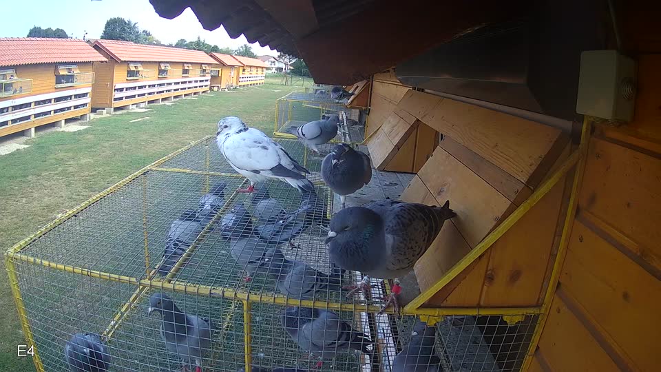 Pigeon Arrival Image For Race Race 4