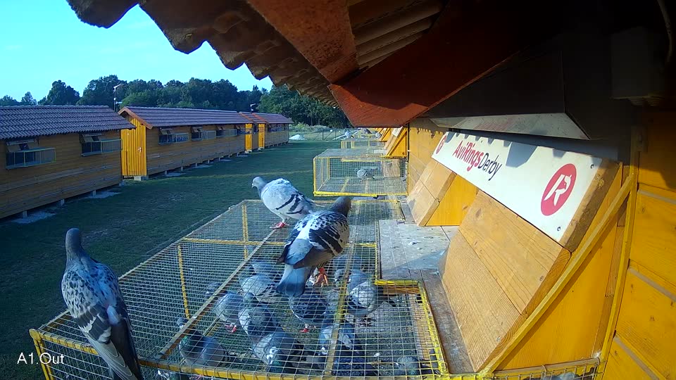 Pigeon Arrival Image For Race Race 4
