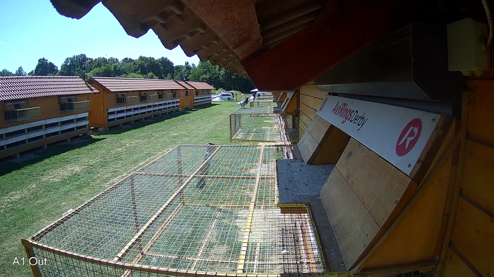 Pigeon Arrival Image For Race Race 5