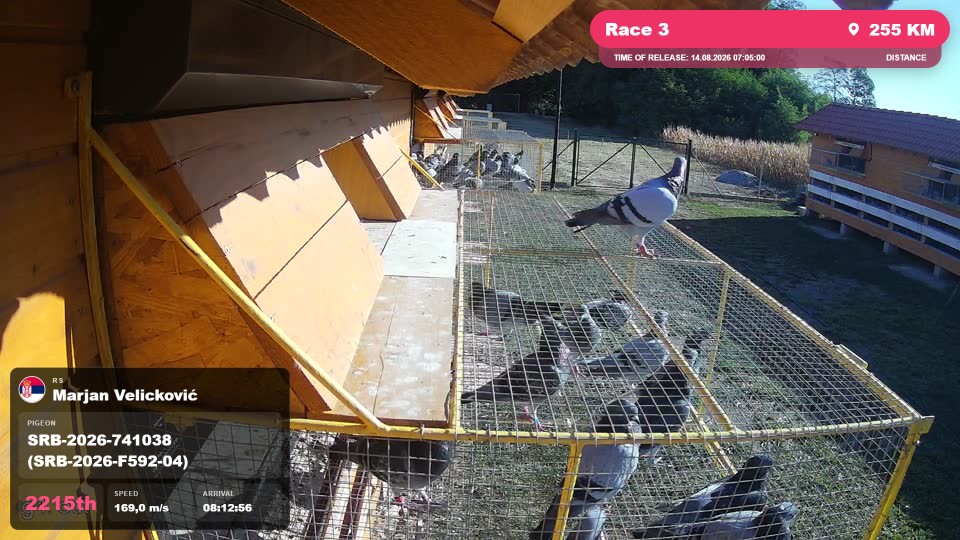 Pigeon Arrival Image For Race Race 3