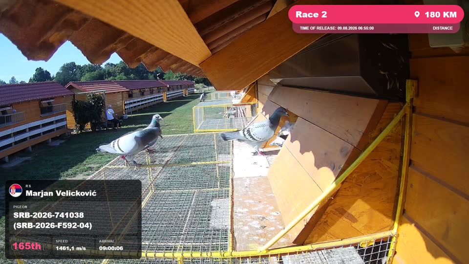 Pigeon Arrival Image For Race Race 2