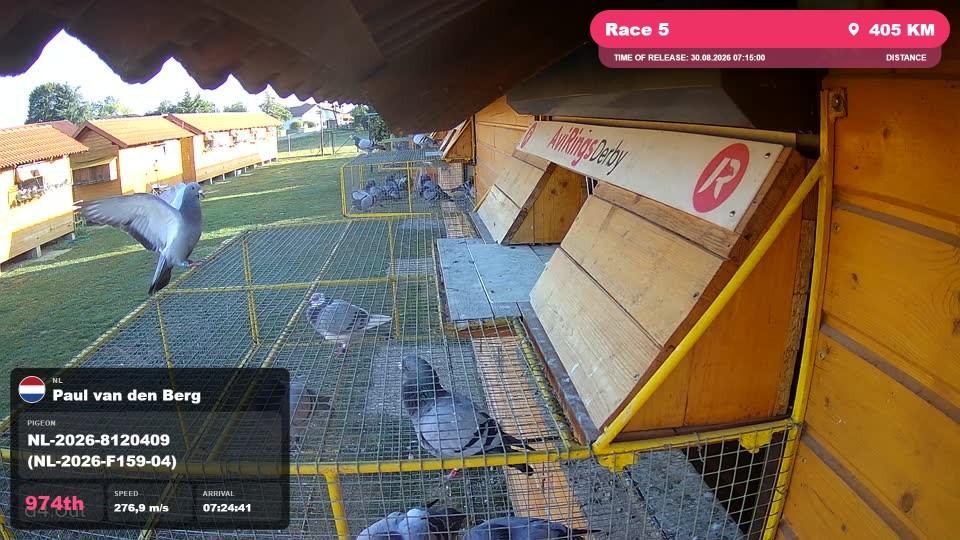 Pigeon Arrival Image For Race Race 5