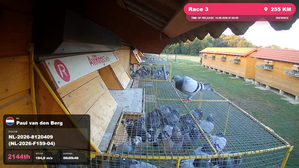 Pigeon Arrival Image For Race Race 3