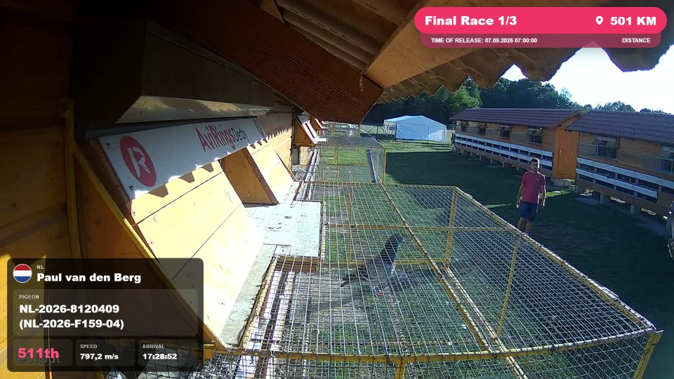 Pigeon Arrival Image For Race Final Race 1/3