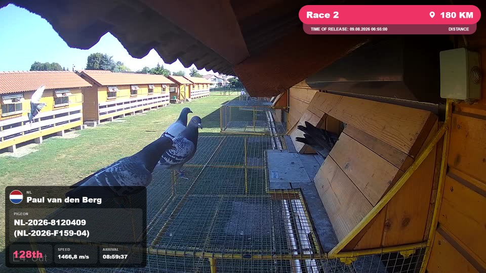 Pigeon Arrival Image For Race Race 2