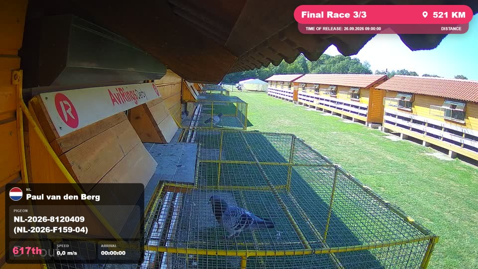 Pigeon Arrival Image For Race Final Race 3/3