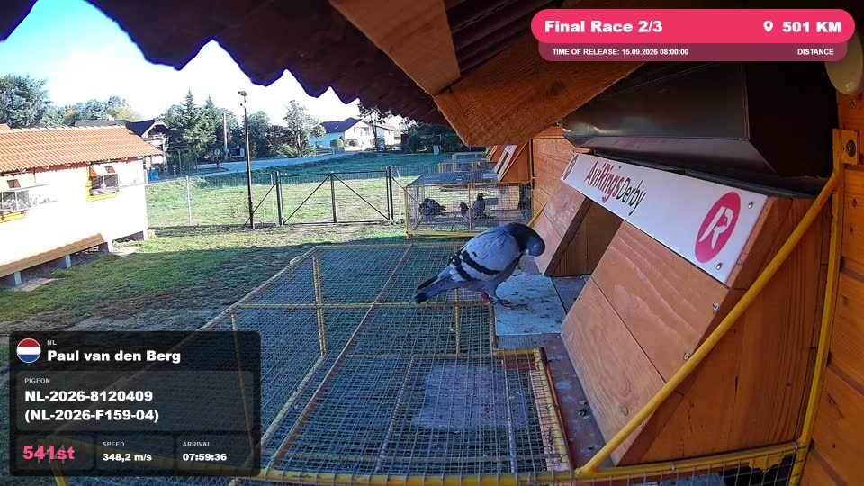 Pigeon Arrival Image For Race Final Race 2/3