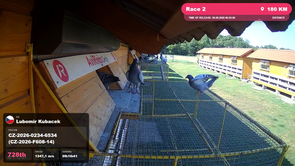 Pigeon Arrival Image For Race Race 2