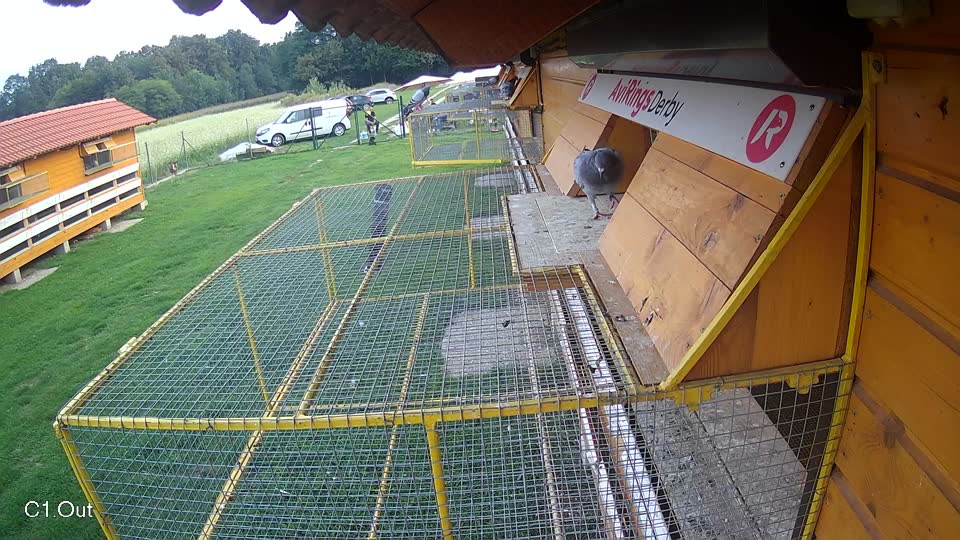 Pigeon Arrival Image For Race Final race 1