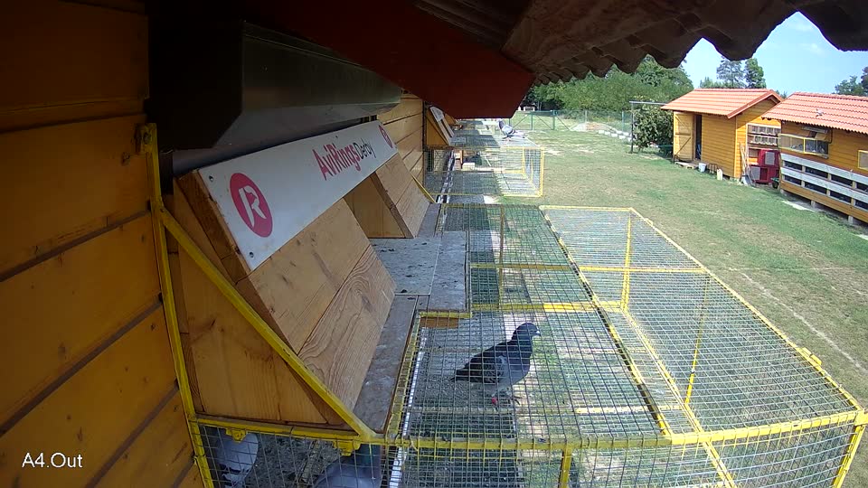 Pigeon Arrival Image For Race Race 4